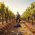 Vendanges 2025 : Crise Historique dans les Pyrénées-Orientales
