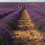 Crise Lavande Provence: Prix Bas et Défis