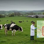 Dermatose Bovine : Alerte dans le Jura, Que Faire ?