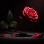 Féminicide dans le Rhône : Un Drame Conjugal qui Interpelle