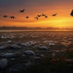 Grippe Aviaire au Lac du Der : Crise pour Éleveurs