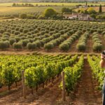 Huile d’Olive en Charente : Sauvetage des Exploitations