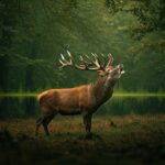 Le Retour du Cerf dans le Val-d’Oise : Une Renaissance Naturelle
