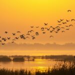 Migration Des Grues Cendrées : Spectacle Au Lac Du Der