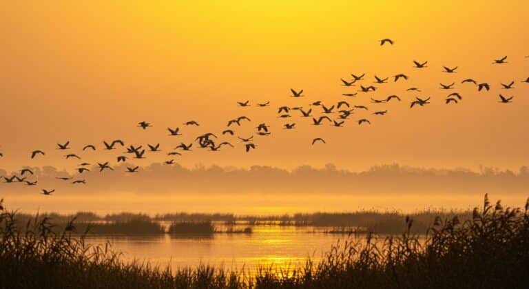 Migration Des Grues Cendrées : Spectacle Au Lac Du Der