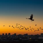 Montluçon Chasse 80 000 Étourneaux avec des Rapaces