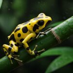 Nouvelle Grenouille Venimeuse Découverte en Amazonie