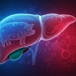 Un Foie de Porc Sauve une Vie : Une Révolution Médicale