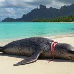 Un Phoque-Léopard en Polynésie : Une Visite Inattendue