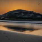 Baleine Échouée à Calais : Un Cadavre de 11 Mètres