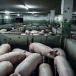 Élevages Porcins : L214 Dépose Plainte pour Maltraitance