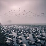 Grippe Aviaire : Un Premier Cas Humain Inéluctable en France ?