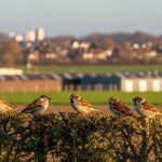 Moineaux Friquets en Île-de-France : Seulement 150 Couples Restent