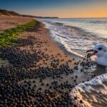 Pollution Plastique Plages Angleterre Sud