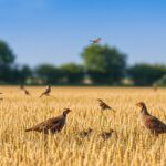 Retour des Oiseaux à la Campagne Grâce à l’Arrêt des Néonicotinoïdes