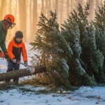 Sapin de Noël Naturel du Morvan : Le Grand Retour Gagnant