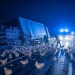 6000 Poulets Perdus sur l&rsquo;A26 : Accident Insolite