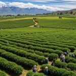 Bolivie : Explosion des Cultures de Coca en 2024