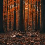 Braconnage Cerfs Tennessee : Interdiction Chasse à Vie