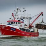 Coquille Saint-Jacques Baie de Seine Label MSC Durable