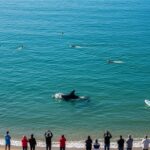 Dauphin Star à Saint-Jean-de-Luz : Foules et Dangers