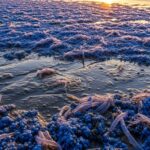 Échouage Massif de Physalies et Vélelles en France