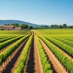 George Clooney Devient Français : Une Love Story