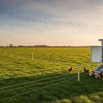 Grippe Aviaire : Les Poulets Plein Air Moins Libres