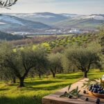 Huile d&rsquo;Olive dans la Loire : Une Vallée Se Réinvente