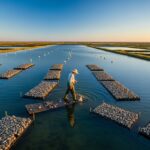 Huîtres Saines pour Noël : L'Astuce Géniale d'un Ostréiculteur