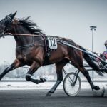 Jushua Tree Triomphe au Prix de Bourgogne 2025