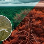 Nématode du Pin : La Menace Invisible sur les Forêts des Landes