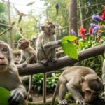 Quatre Macaques de Laboratoire Sauvés de l&rsquo;Euthanasie au Parrot World