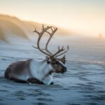 Renne de Noël Disparu et Retrouvé : L’Histoire Folle de Buddy