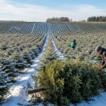 Sapins de Noël dans l’Oise : Plus de 35 000 Vendus en 2025