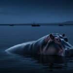 Attaque Hippopotames Kenya : 4 Jeunes Pêcheurs Tués