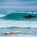 Attaques de Requins à Sydney : Trois Incidents en 48 Heures