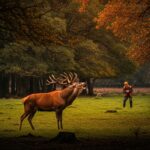 Chasse aux Cerfs dans l&rsquo;Oise : Le Refuge du Brame Menacé