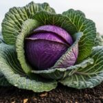 Chou de Pontoise : La Revanche Gourmande du Terroir