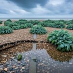 Choux Marins vs Travaux Anti-Inondation à Cayeux-sur-Mer