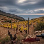 Crise à Banyuls : Le Principal Producteur au Bord du Gouffre