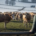 Dermatose Nodulaire Bovine : Nouveau Cas en Ariège