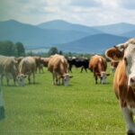 Dermatose Nodulaire Bovins : Vers l&rsquo;Éradication en France ?