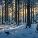 Le Chant des Forêts : Succès Fou du Documentaire Nature