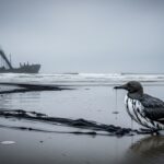 Marée Noire Erika : Oiseaux Mazoutés 26 Ans Après