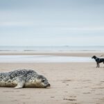 Phoques Mordus par Chiens sur Île de Ré : Danger Vacances