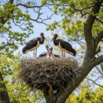 Première Nidification Cigognes Noires Île-de-France
