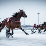 Quinté Vincennes 11 Janvier 2026 : Frank Gio Défie les Anciens
