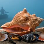 Rapana venosa : le prédateur qui menace les moules de Charente-Maritime