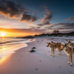 Tragédie à K&rsquo;gari : Meute de Dingos Euthanasiée Après Mort Touriste